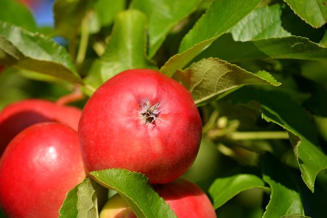 Opdag sjældne og unikke æblesorter